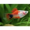 Plata mickey mouse - Xiphophorus maculatus / mickey mouse