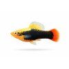 Bicolor Balloon Molly fish v profile