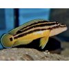 Cichlidka bojovná - Julidochromis / ornatus