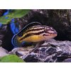 Cichlidka bojovná - Julidochromis / ornatus