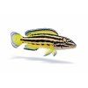Julidochromis ornatus v profile