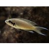 Neolamprologus brichardi