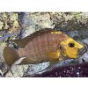 Pestrenec žltohlavý - Altolamprologus compressiceps / goldhead