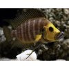 Pestrenec žltohlavý - Altolamprologus compressiceps / goldhead