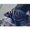 Pestrenec black fin - Altolamprologus / calvus zaire black fin