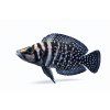 Cichlid s kresbou modrých škvŕn