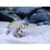 Neolamprologus caudopunctatus