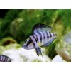 Pestrenec Sumbu - Altolamprologus / sp. sumbu