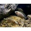 Ostriežik Pružkovaný - Neolamprologus multifasciatus