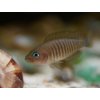 Ostriežik Pružkovaný - Neolamprologus multifasciatus