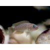 Ostriežik Pružkovaný - Neolamprologus multifasciatus