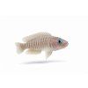 Strieborný cichlid s modrým okom