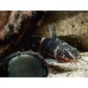 Mini Sumček Africký - Microsynodontis / batesii