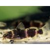Mini Sumček Africký - Microsynodontis / batesii