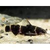 Mini Sumček Africký - Microsynodontis / batesii