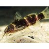 Mini Sumček Africký - Microsynodontis / batesii