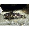 Mini Sumček Africký - Microsynodontis / batesii