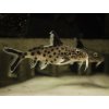 Sumček kukuči - Synodontis / multipunctatus