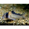 Pancierniček Adolfov - Corydoras / adolfoi