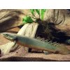 Bichira senegalská - Polypterus / senegalus