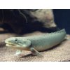 Bichira senegalská - Polypterus / senegalus