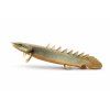 Senegal bichir na bielom pozadí