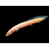 Bichira senegalská Zlatá - Polypterus / senegalus albino