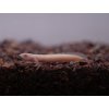 Bichira senegalská Zlatá - Polypterus / senegalus albino
