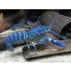 Rak modrý - Cherax quadricarinatus blue