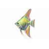 Skalár zelený - Pterophyllum scalare / green