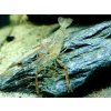 Krevetka Dayanum - Macrobrachium / dayanum