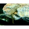 Krevetka Dayanum - Macrobrachium / dayanum