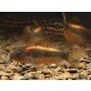 Pancierniček Red Laser - Corydoras / red laser