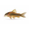 Bronzový corydorás na bielom pozadí