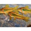 Pancierniček Red Laser - Corydoras / red laser