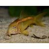 Pancierniček Peru Gold Strip - Corydoras / Gold Strip
