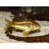 Pancierniček Peru Gold Strip - Corydoras / Gold Strip