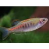Danio myanmarské - Danio / choprai