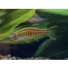 Danio myanmarské - Danio / choprai
