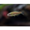 Danio myanmarské - Danio / choprai