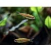 Danio myanmarské - Danio / choprai