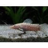 Pancierniček Trinidadský Albín - Megalechis thoracata albino