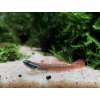 Hlaváč Goby - stiphodon / annieae