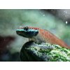 Hlaváč Goby - stiphodon / annieae