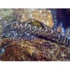 Myersová "mini raja" - Pseudogastromyzon / myersi