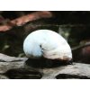 Slmák Neritina White - Neritina Pulligera / White