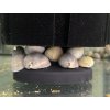 Slmák Neritina White - Neritina Pulligera / White