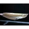 Arowana Silver - Osteoglossum / bicirrhosum