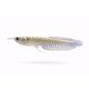 Strieborná arowana v pohybe