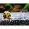 Mini ampulária špirálová - Asolene spixi
